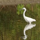 Eine seidenweiche Spiegelung