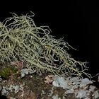 Eine seit langen hier in der weiteren Umgebung nicht mehr gesehene Bartflechte (Usnea sp.) - . . .