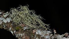 Eine seit langen hier in der weiteren Umgebung nicht mehr gesehene Bartflechte (Usnea sp.) - . . .