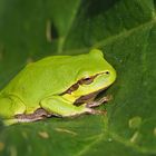 Eine seltene Begegnung - Laubfrosch