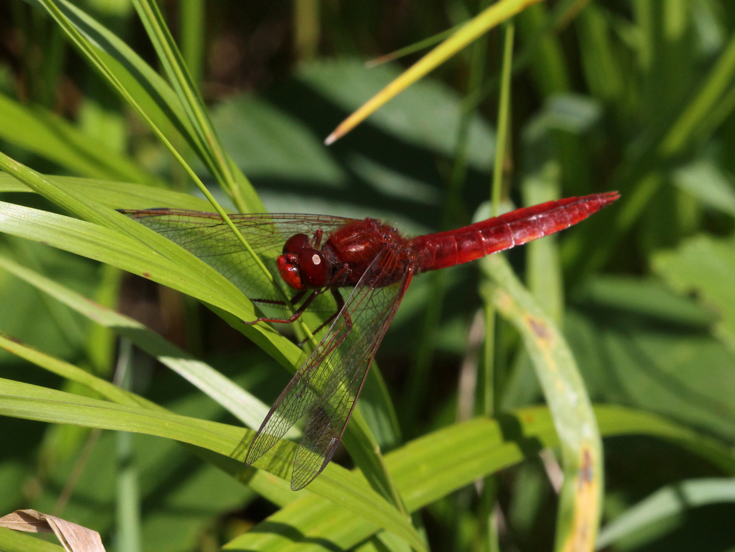 Eine seltene Feuerlibelle