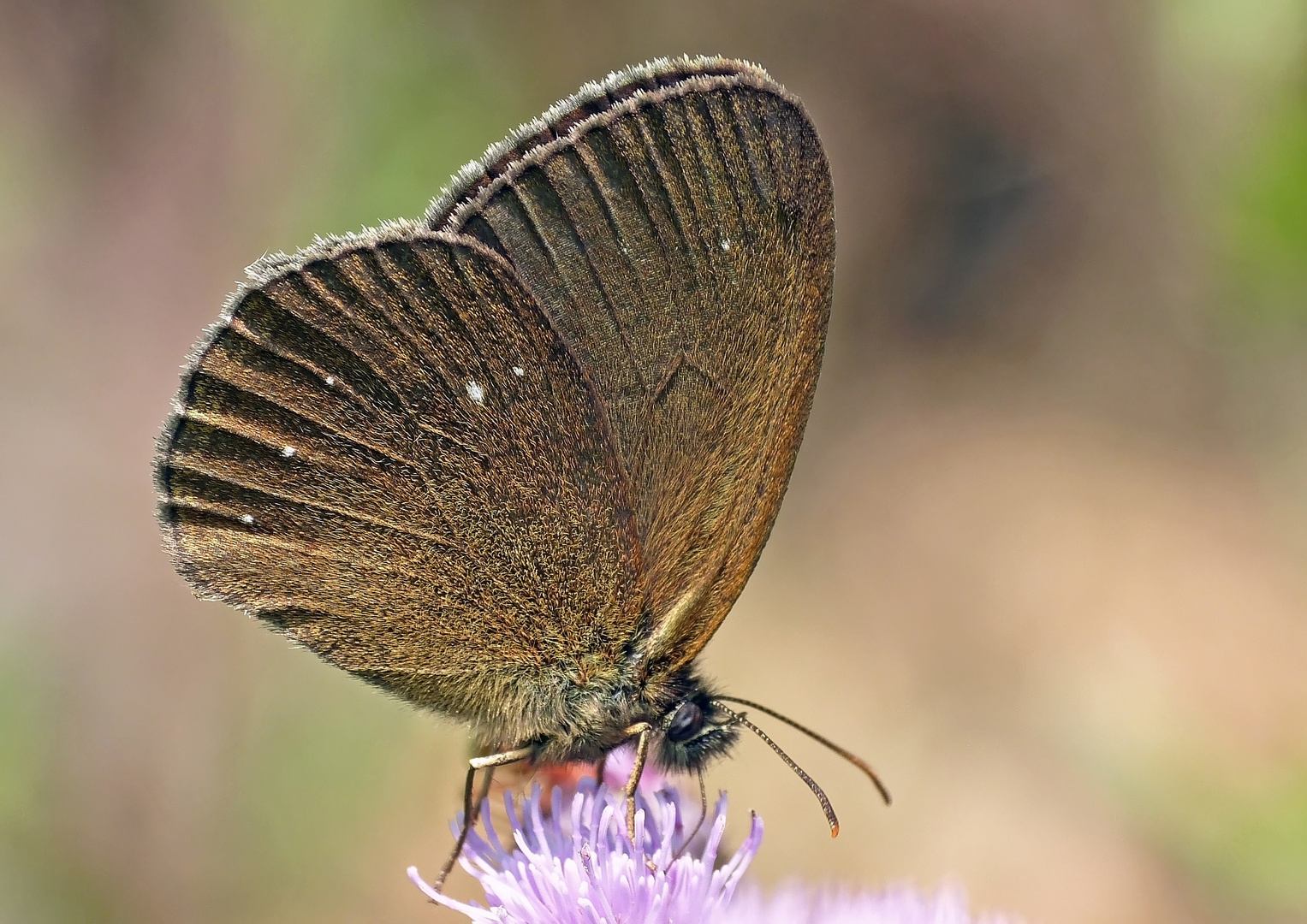 Eine seltene Form des braunen Waldvogels