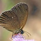 Eine seltene Form des braunen Waldvogels