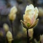 Eine seltene Gelbe Magnolie 