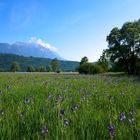 Eine seltene Lilienart im Ruggeller Riet in Liechtenstein