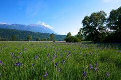 Eine seltene Lilienart im Ruggeller Riet in Liechtenstein