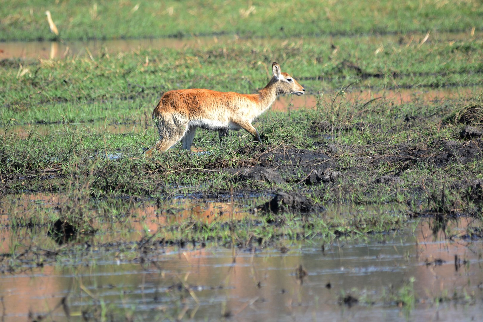 Eine seltene Moorantilope. Das Puku