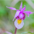 Eine seltene Orchidee