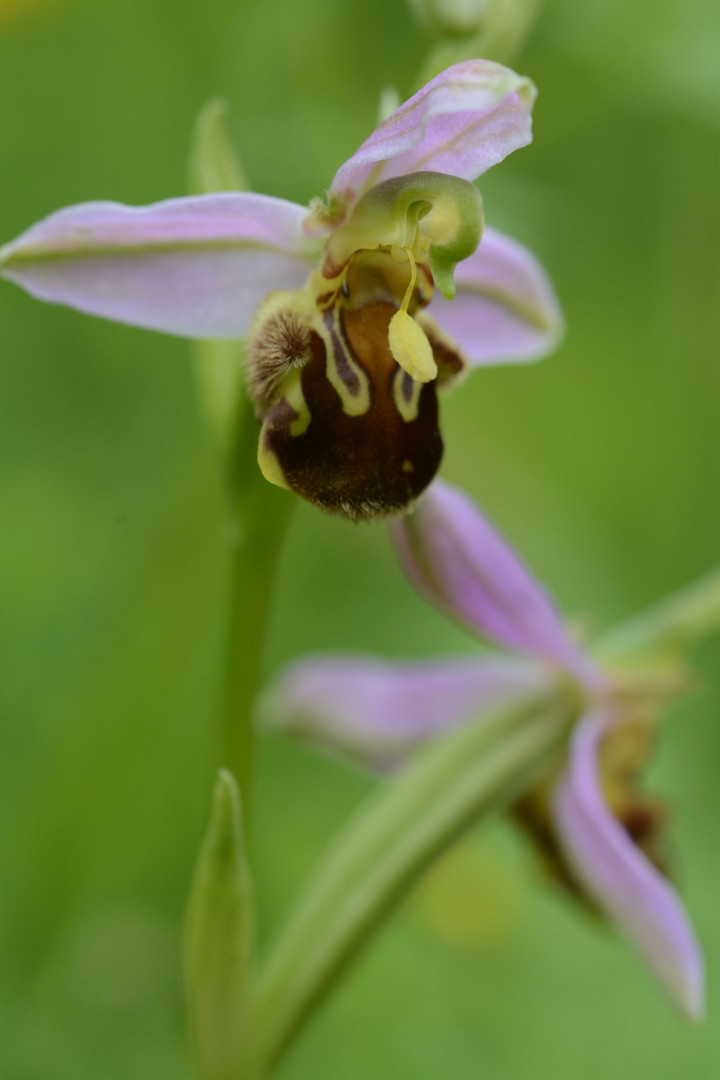 Eine seltene Orchidee ist die Bienen-Ragwurz