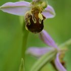 Eine seltene Orchidee ist die Bienen-Ragwurz