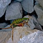 Eine seltene und geschützte Schrecke, die in den Alpen wohnt ...