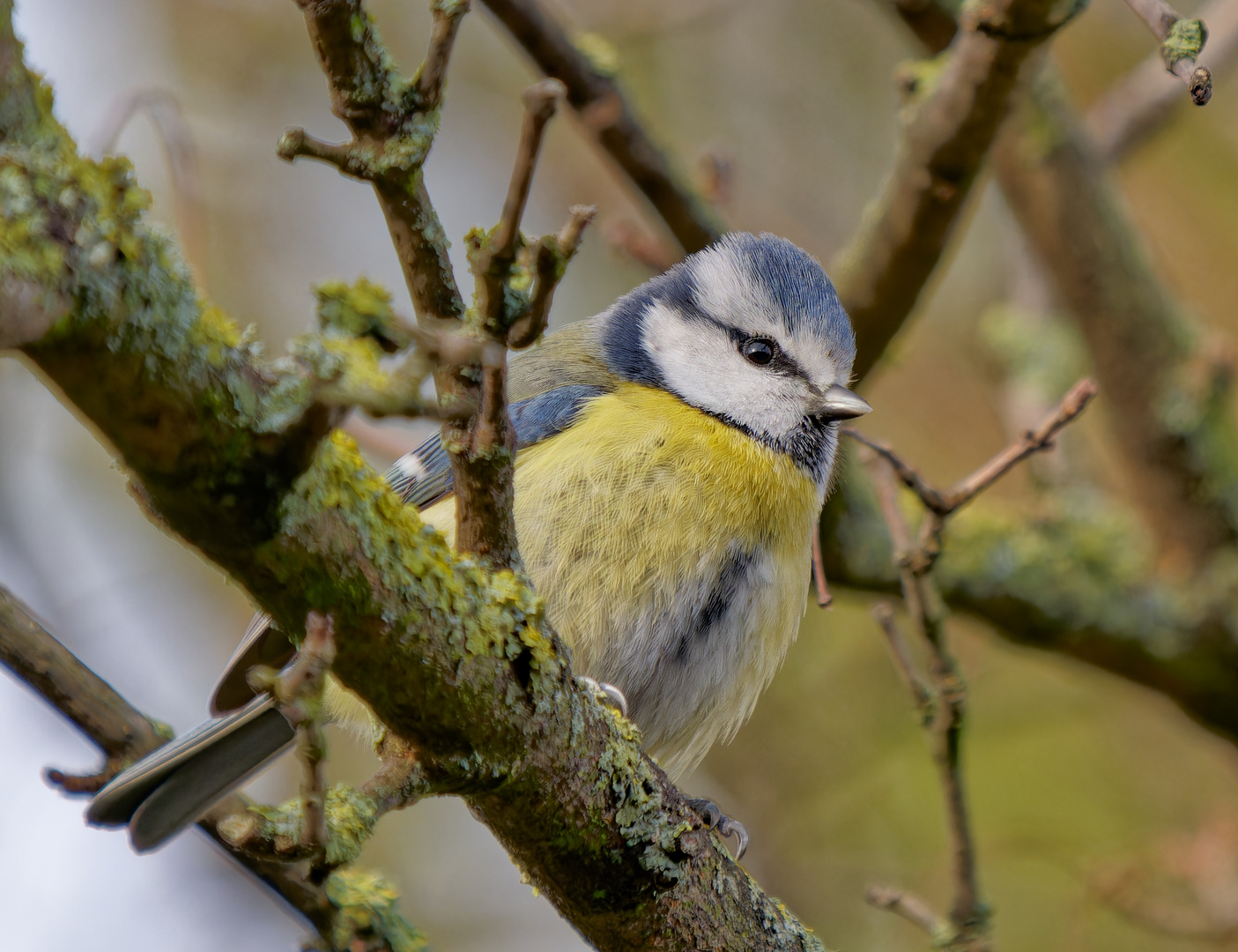 Eine seltene Vogelart ;-)