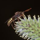 Eine seltene Wespenbiene: NOMADA ZONATA - ...