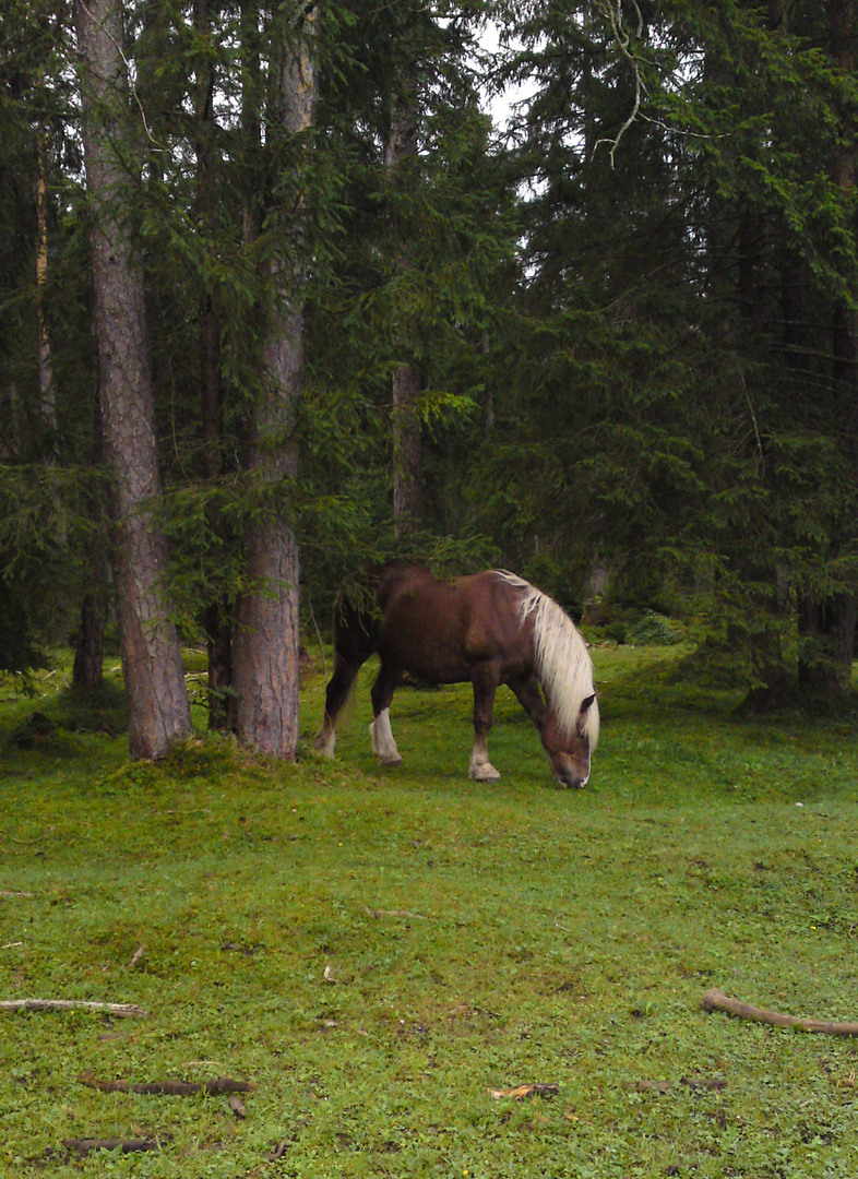 Eine seltenes Waldtier