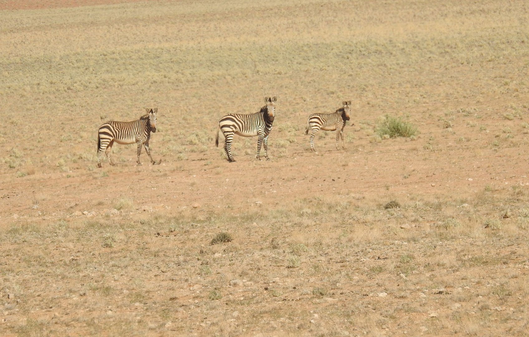 Eine Seltenheit : Das Hartmann Bergzebras