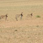 Eine Seltenheit : Das Hartmann Bergzebras