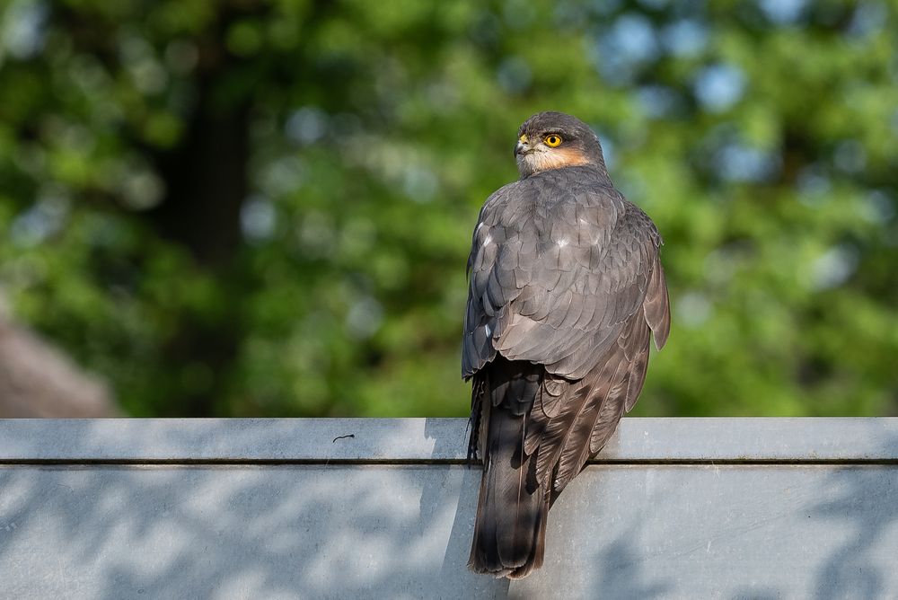 Eine seltsame Begegnung im Garten.