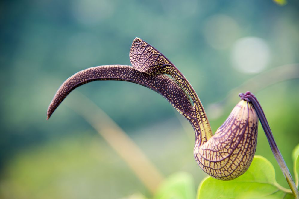 Eine seltsame Blüte