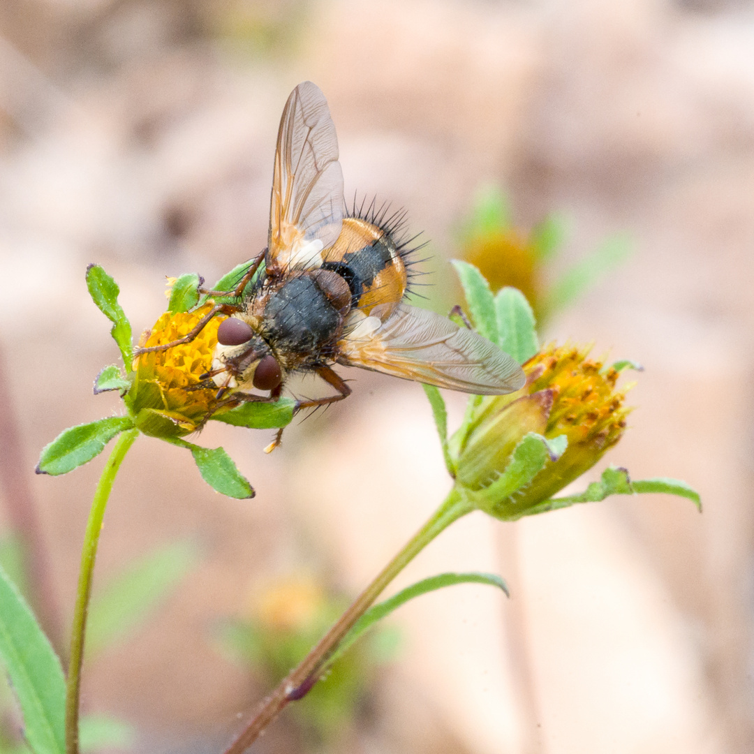 Eine seltsame Fliege