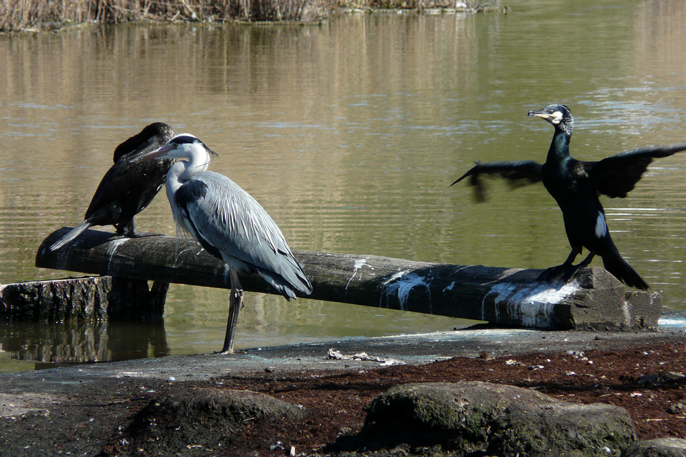 Eine seltsame Tierfreundschaft zwischen Kormoran und Reiher-