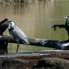 Eine seltsame Tierfreundschaft zwischen Kormoran und Reiher-