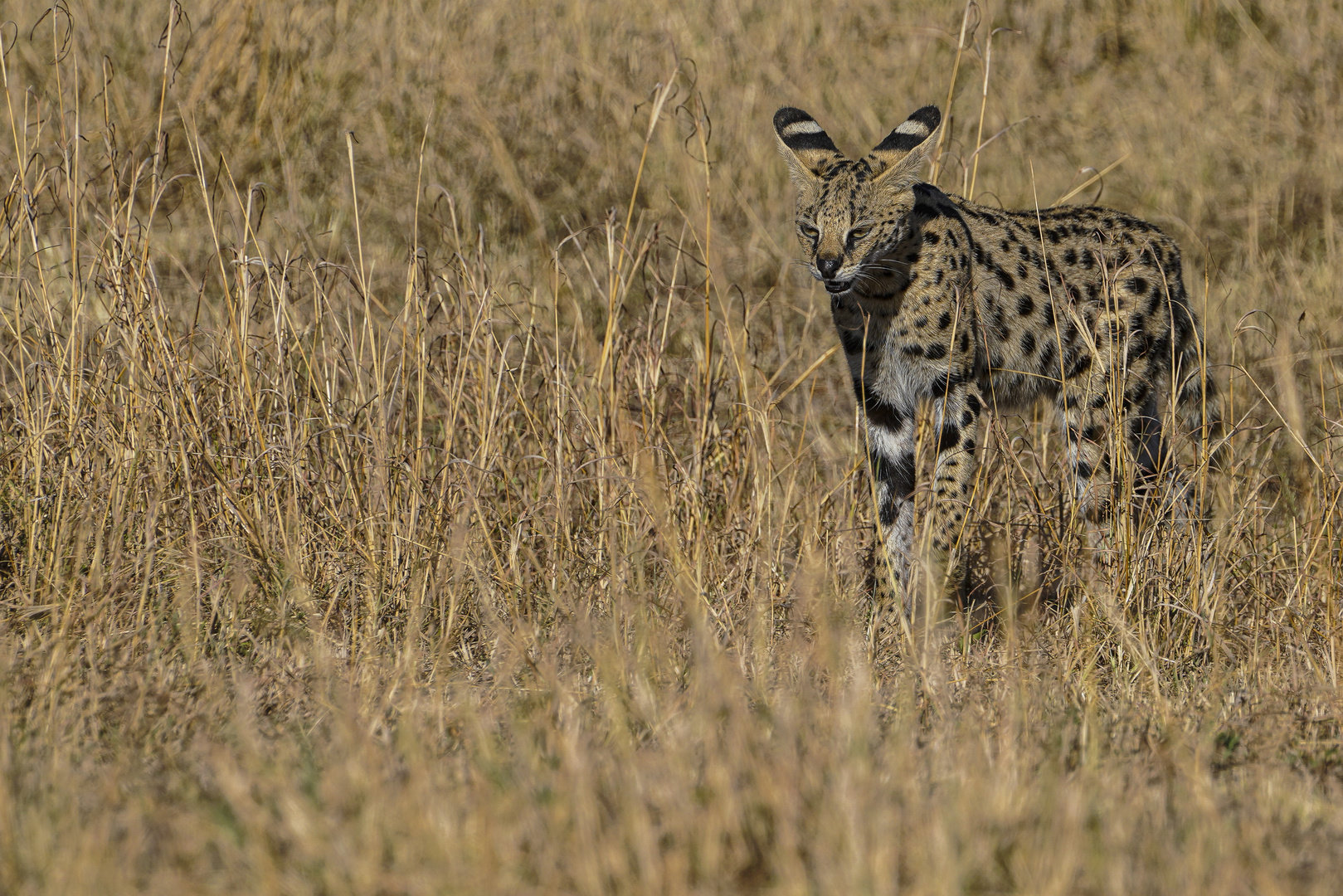 Eine Servalkatze auf der Pirsch