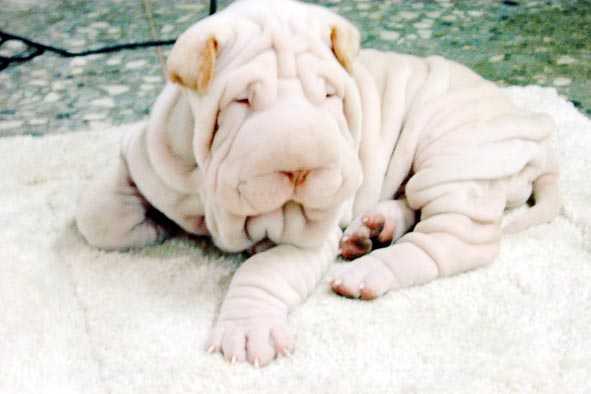 Eine Shar-Pei