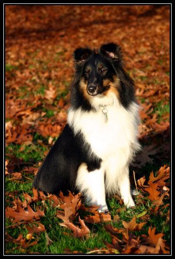 Eine Sheltielette