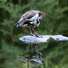 Eine sich spiegelnde Nilgans bei ihrer täglichen Körper-Hygiene.