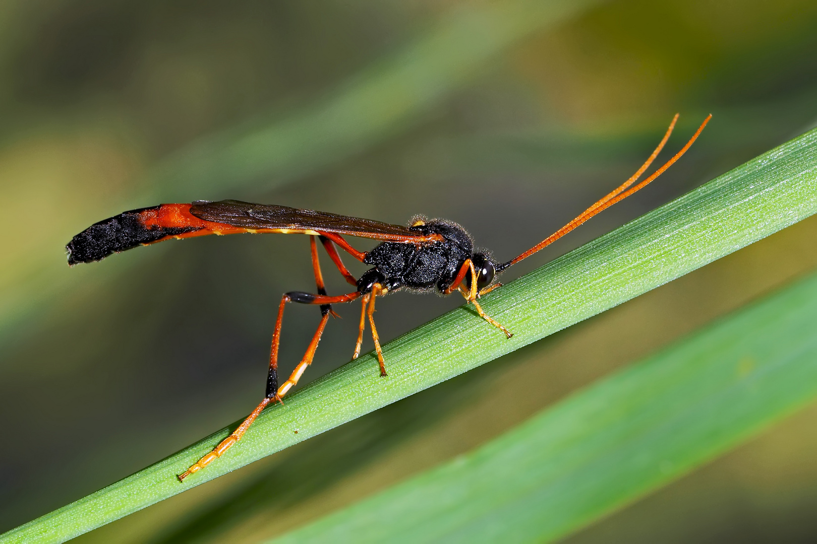 Eine Sichelwespe (Therion circumflexum)! * - Un insecte assez spécial, étrange et beau!