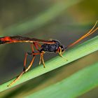 Eine Sichelwespe (Therion circumflexum)! * - Un insecte assez spécial, étrange et beau!