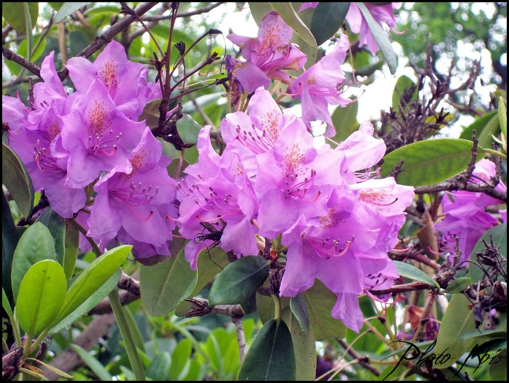 Eine Sinfonie in Rosa und Grün