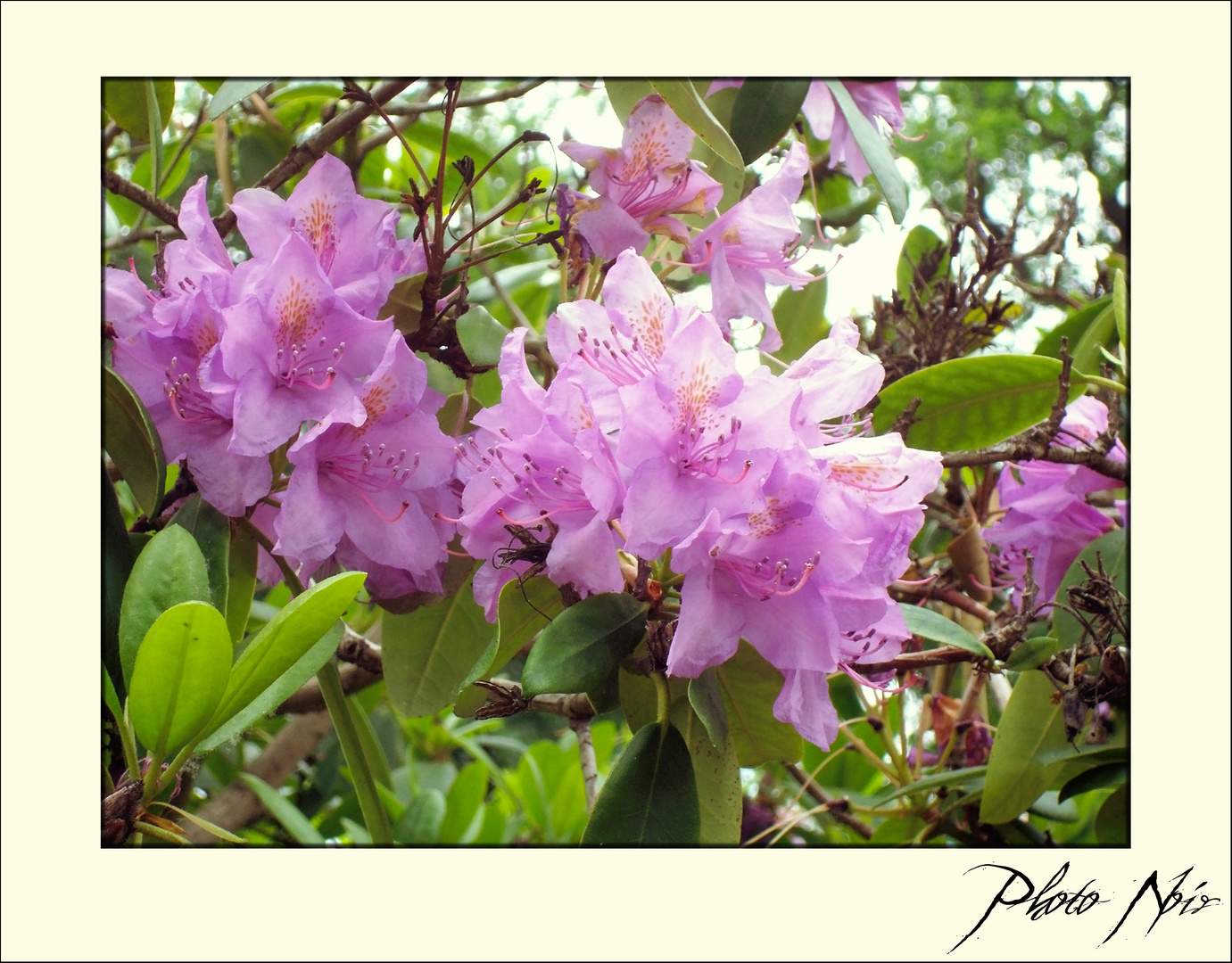 Eine Sinfonie in Rosa und Grün (mit Rahmen)