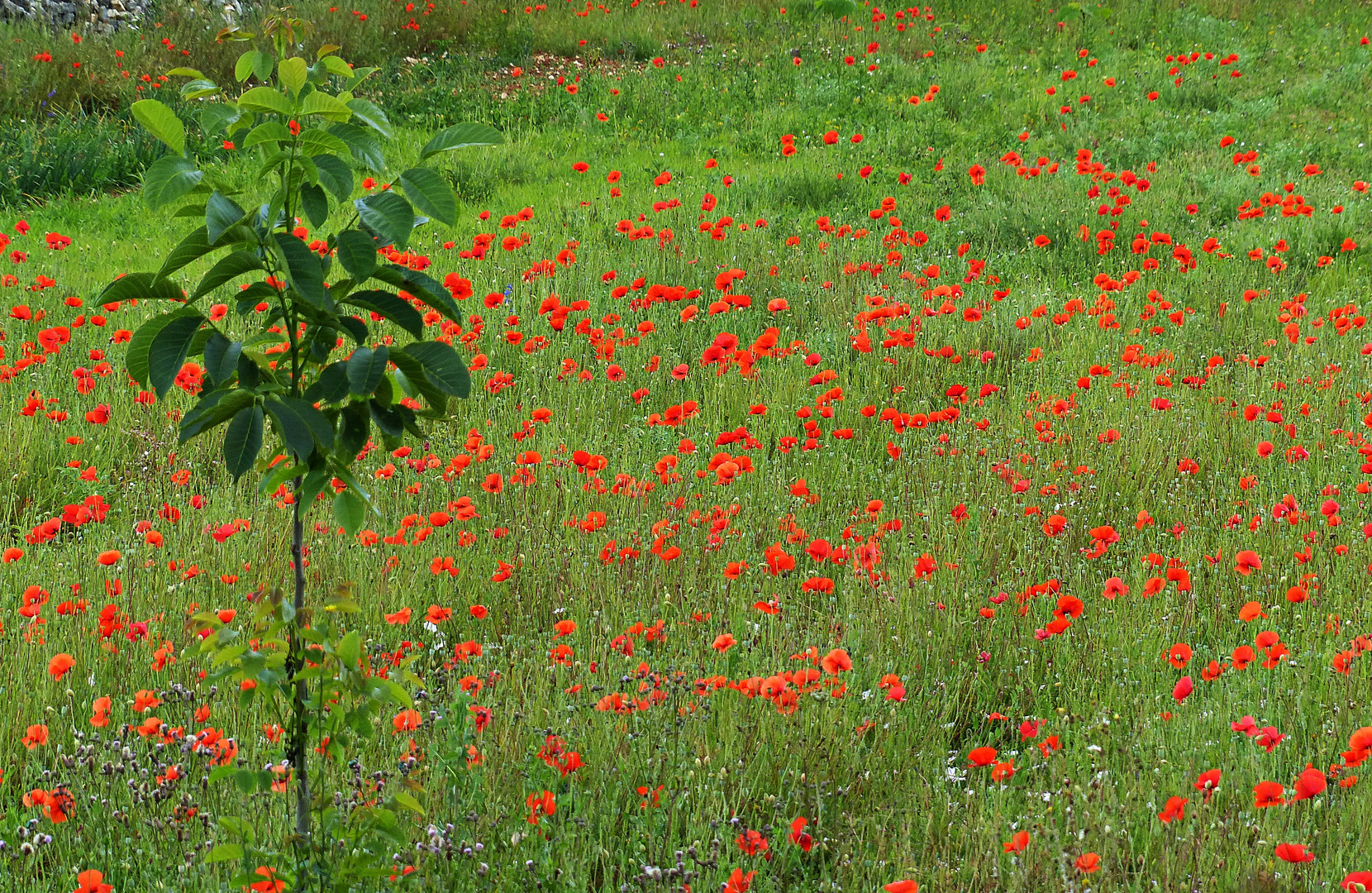 Eine Sinfonie in Rot