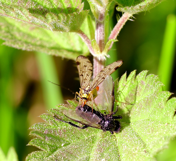 Eine Skorbionsfliege beim Frühstück