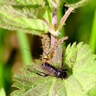 Eine Skorbionsfliege beim Frühstück