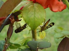 Eine Skorpionfliege und eine Schwebfliege beim Frühstück