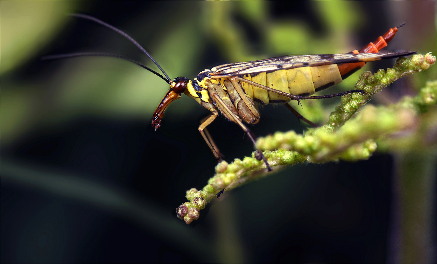 Eine Skorpionsfliege.