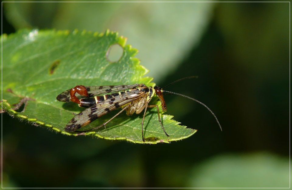 eine Skorpionsfliege