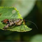 eine Skorpionsfliege