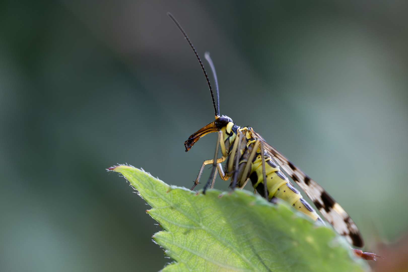 Eine Skorpionsfliege in Betrachtung der Brombeerhecke 