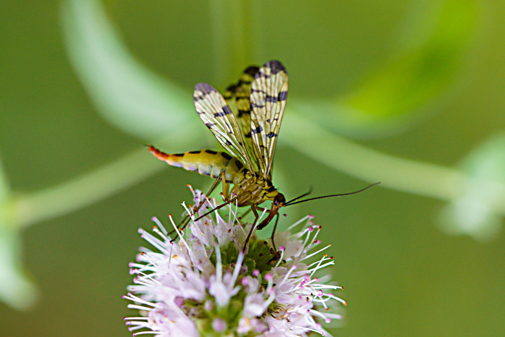 Eine Skorpionsfliege ist auf einer Blüte gelandet