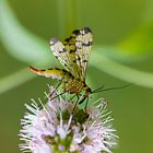 Eine Skorpionsfliege ist auf einer Blüte gelandet