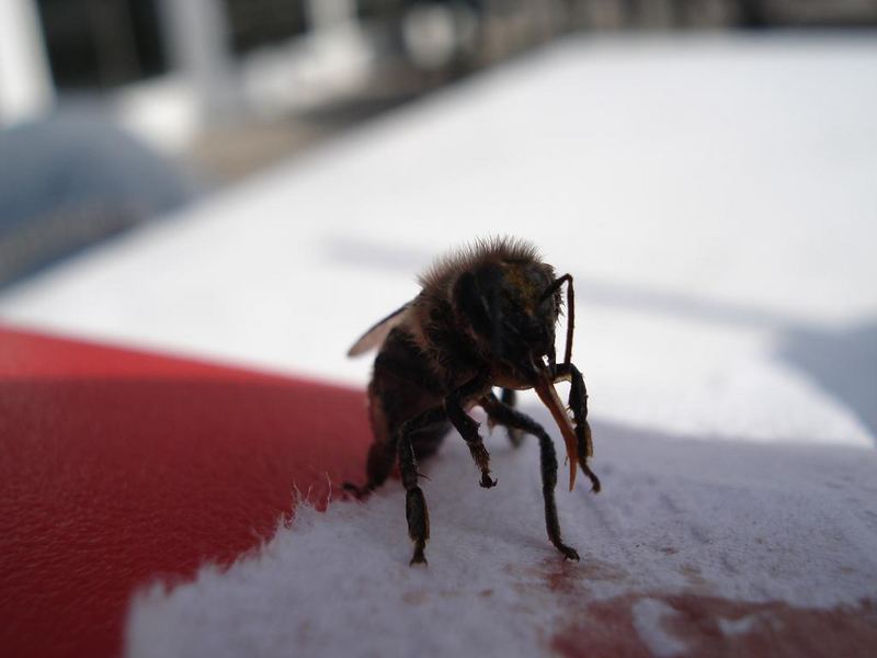 Eine soeben gerettete Biene... Glück gehabt