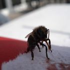 Eine soeben gerettete Biene... Glück gehabt