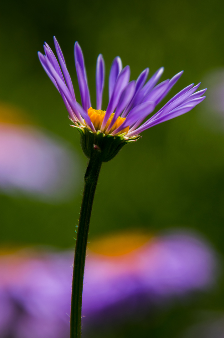 eine Sommer Aster 