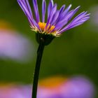 eine Sommer Aster 