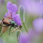 Eine Sommer-Erinnerung.....