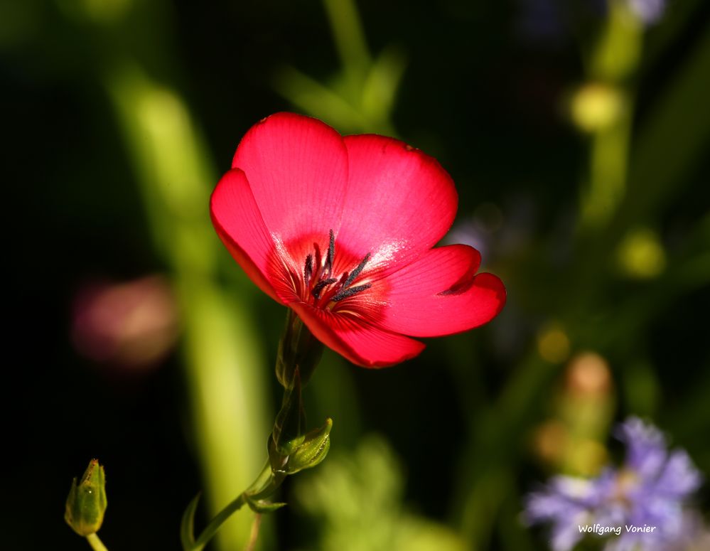 Eine Sommerblume