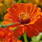 Eine Sommerblume in orange.....